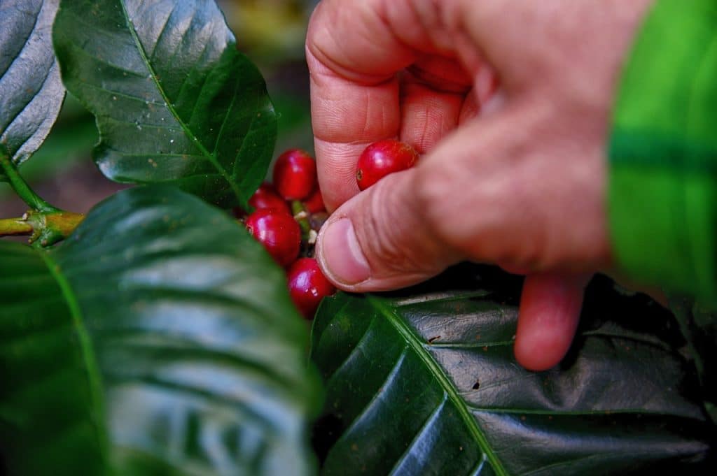 Un agricultor recoge algunos granos de café en América Latina.