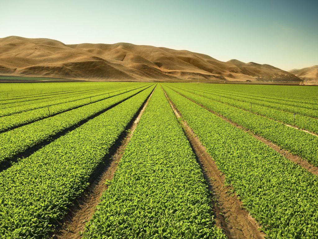 A green row lettuce field in the Salinas Valley, California USA